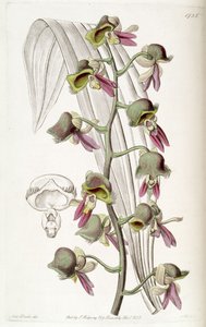 Catasetum discolor (como sin. Monachanthus discolor) de Miss Drake